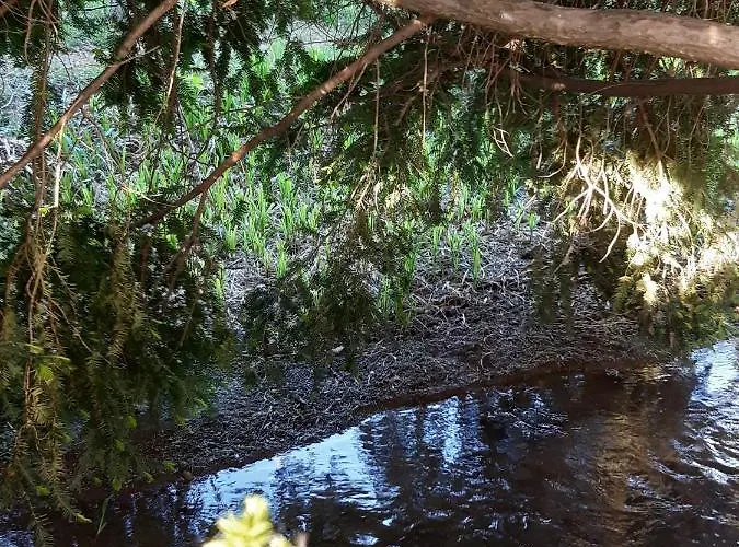 Flora Vendeghaz A Balatonnal * Lovas